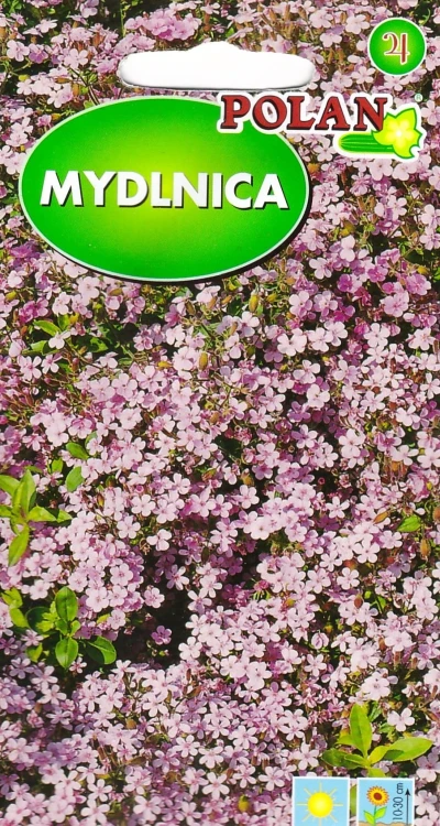 mydlnica.webp