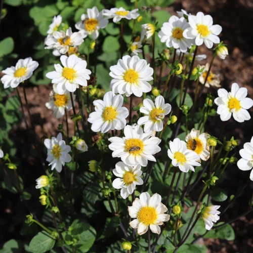 dalia-topmix-white.webp