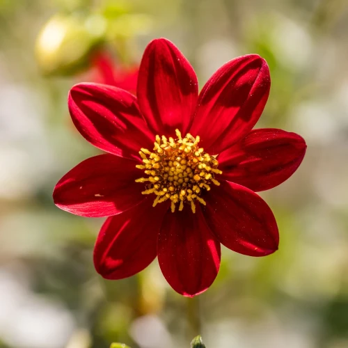 dalia-topmix-red.webp