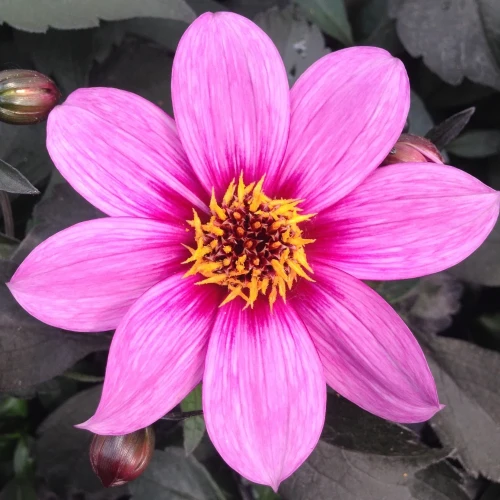 dalia-mignon-pink.webp