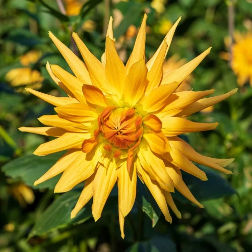 dalia-gold-crown.webp