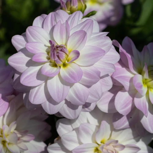 dalia-georginia-twilight-time.webp