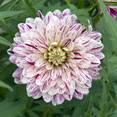 dalia-georginia-smokey.webp