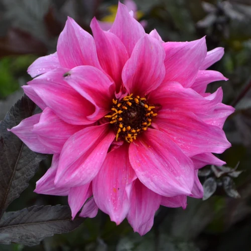 dalia-georginia-fascination.webp