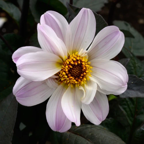 dalia-georginia-bishop-of-dover.webp