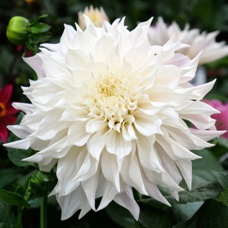 dalia-white-perfection.webp