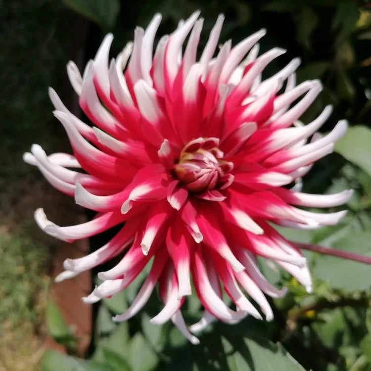dalia-friquolet.webp