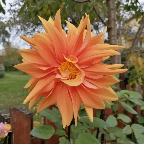 dalia-babylon-bronse.webp