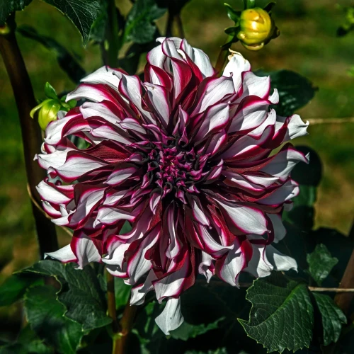 dalia-tartan.webp