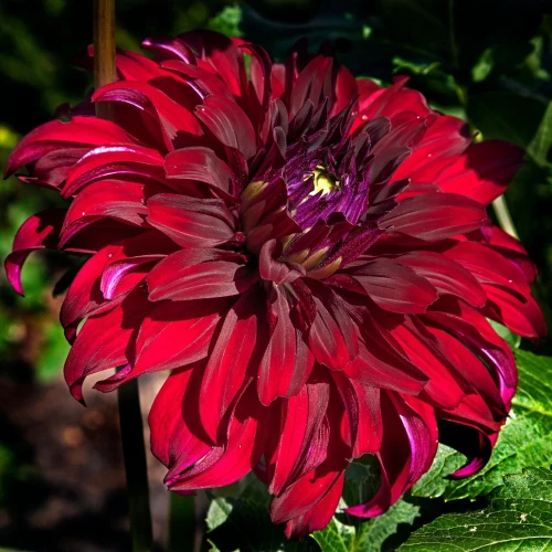 dalia-bohemian-spartacus.webp