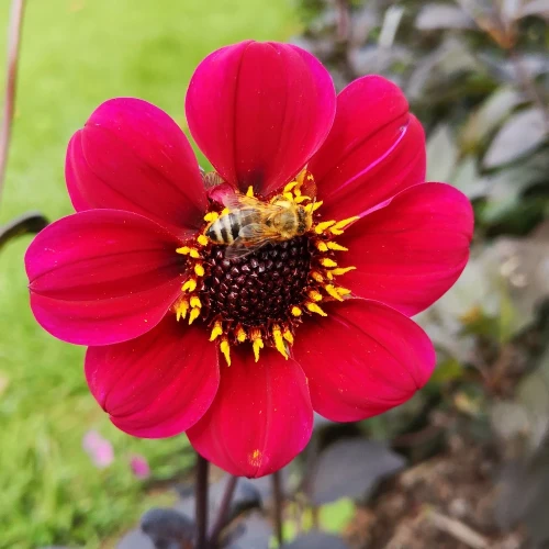 dalia-georginia-roxy.webp