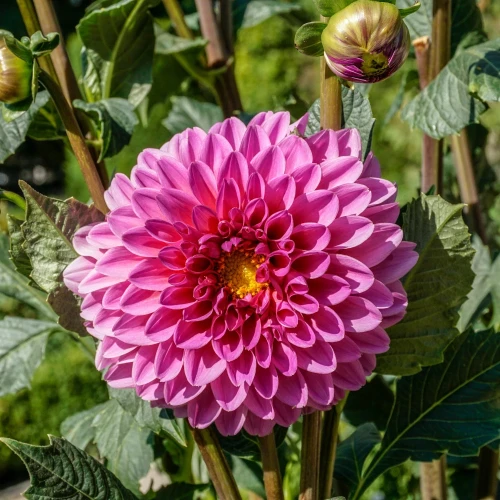 dalia-georginia-lucky-number.webp