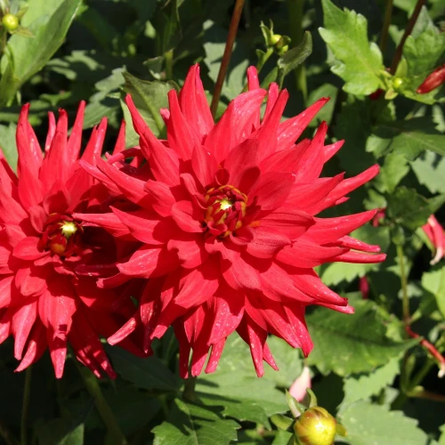 dalia-red-pigmy.webp