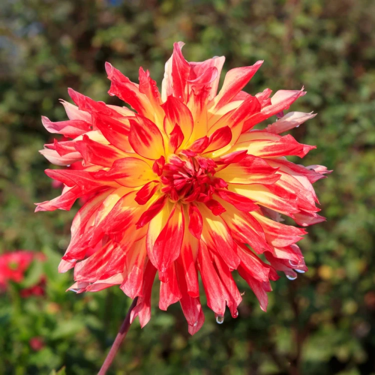 dalia-vuurvogel.webp