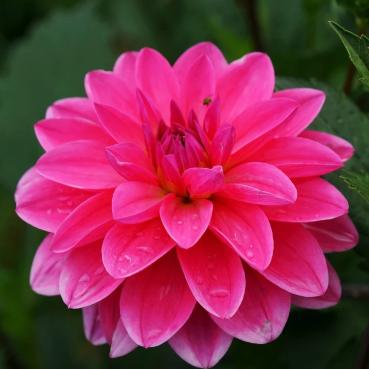 dalia-georginia-onesta.webp