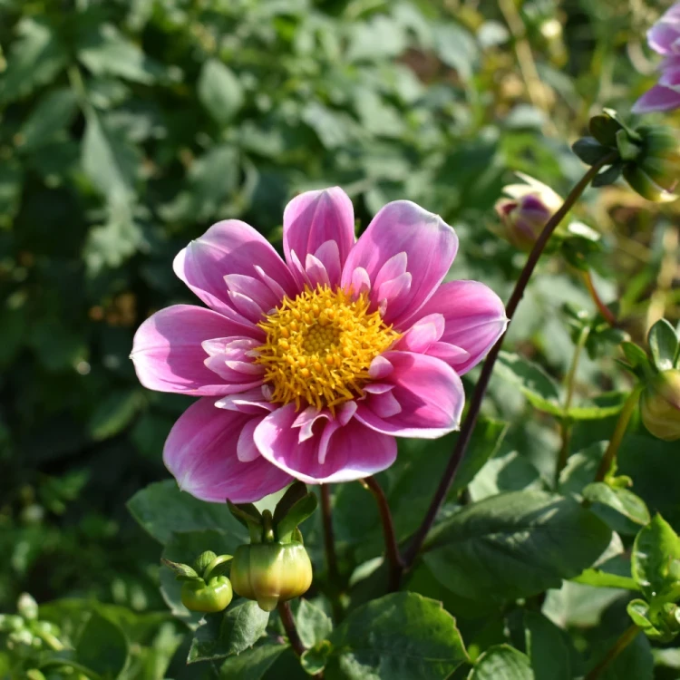 dalia-hartenaas.webp