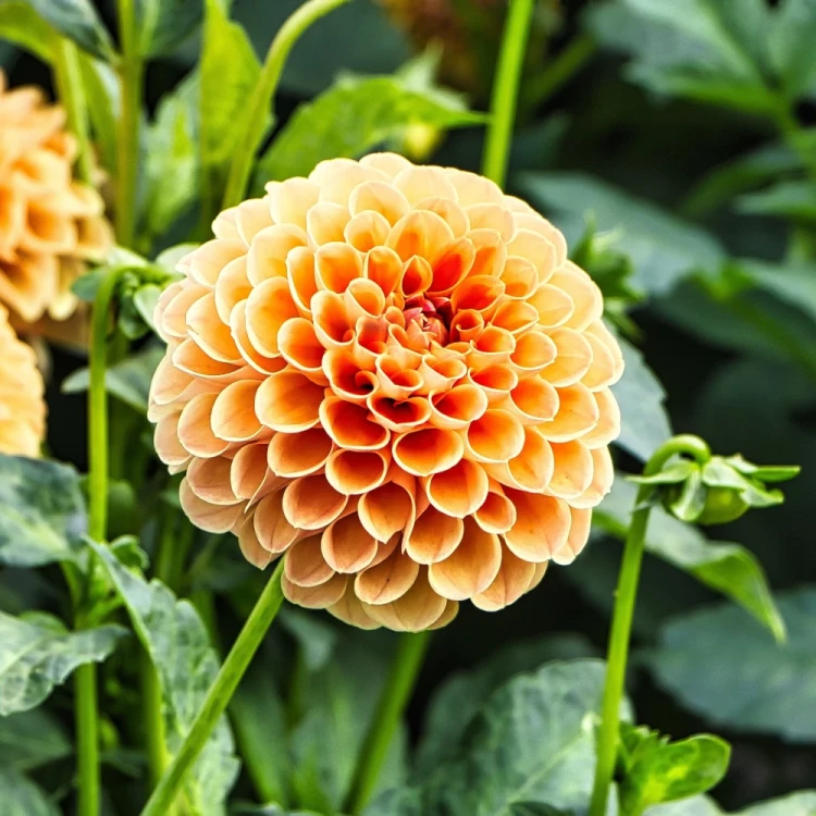 dalia-sylvia.webp
