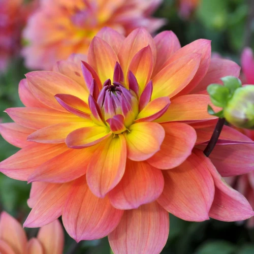 dalia-firepot.webp