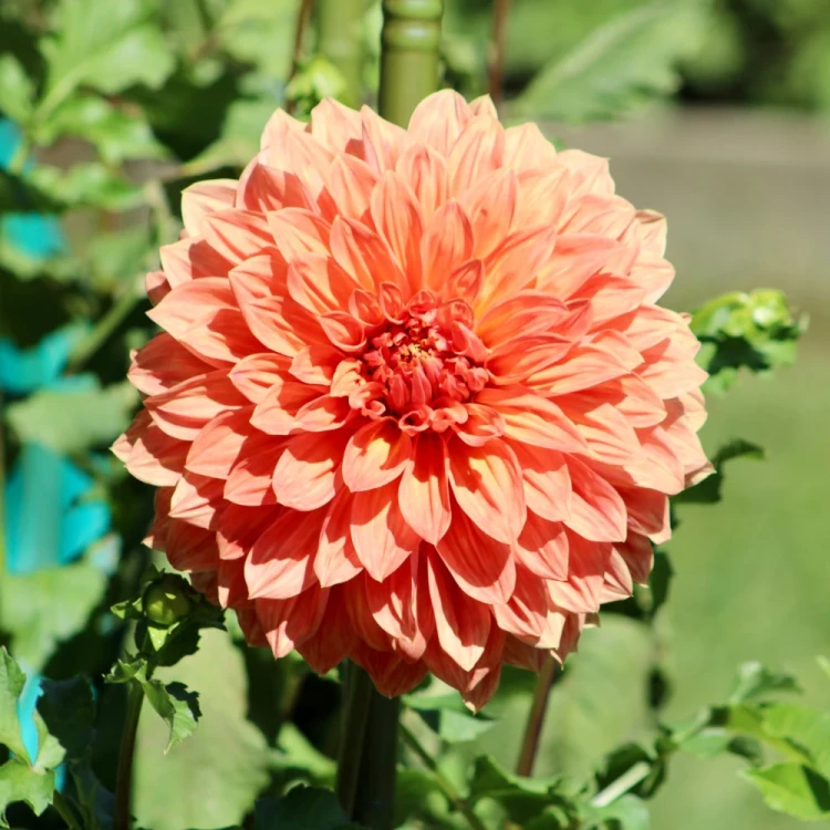 dalia-new-orange.webp
