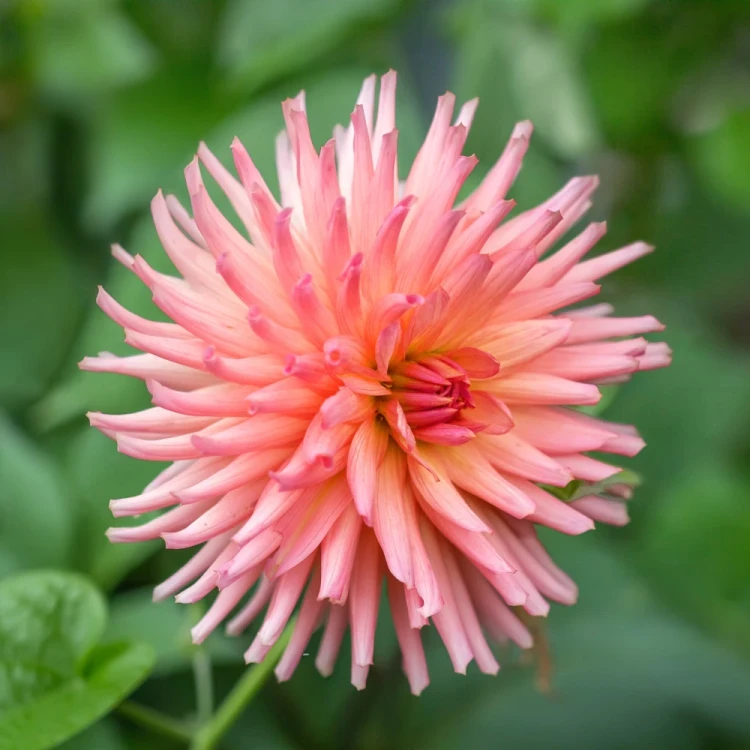 dalia-preference.webp