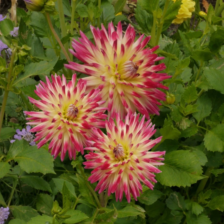 dalia-dana.webp