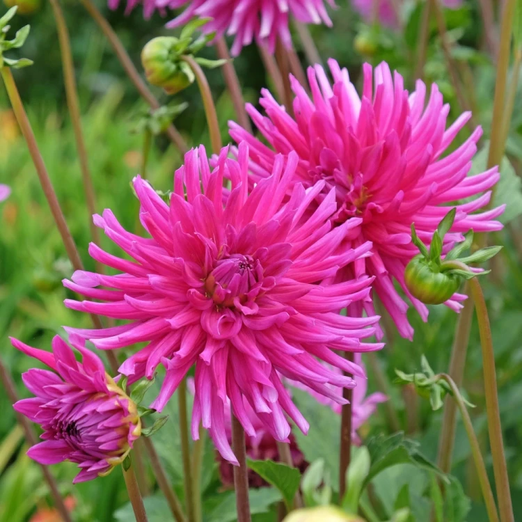 dalia-purple-gem.webp