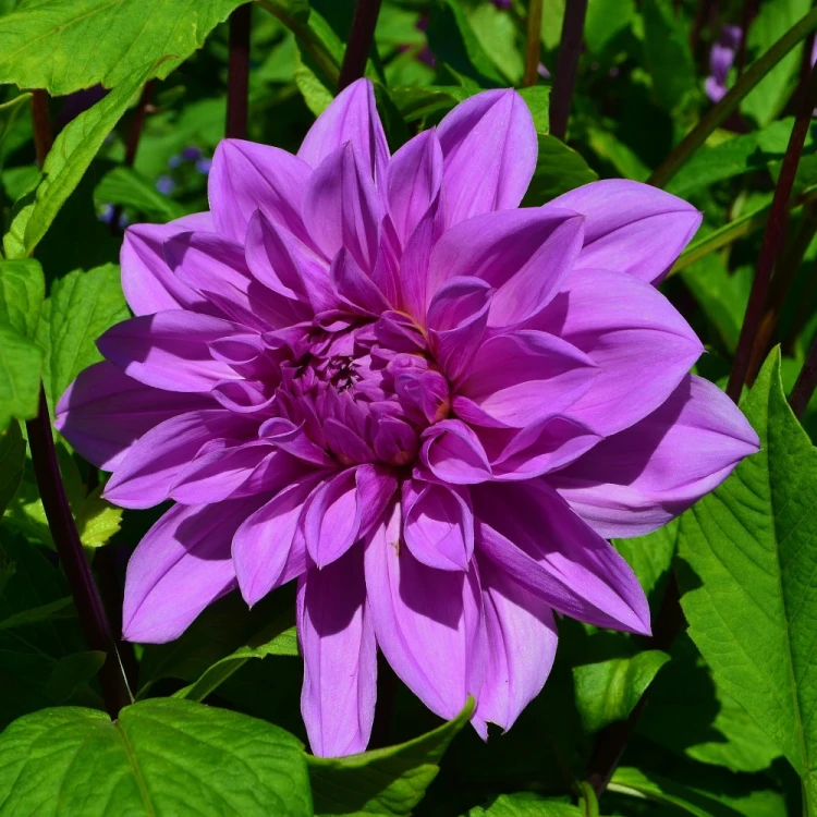 dalia-georginia-lilac-time.webp