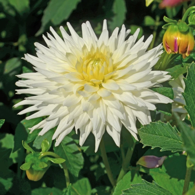 dalia-my-love.webp