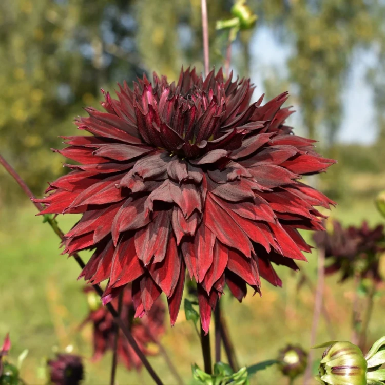 dalia-georginia-black-touch.webp