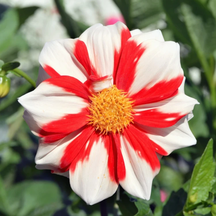dalia-fire-and-ice.webp