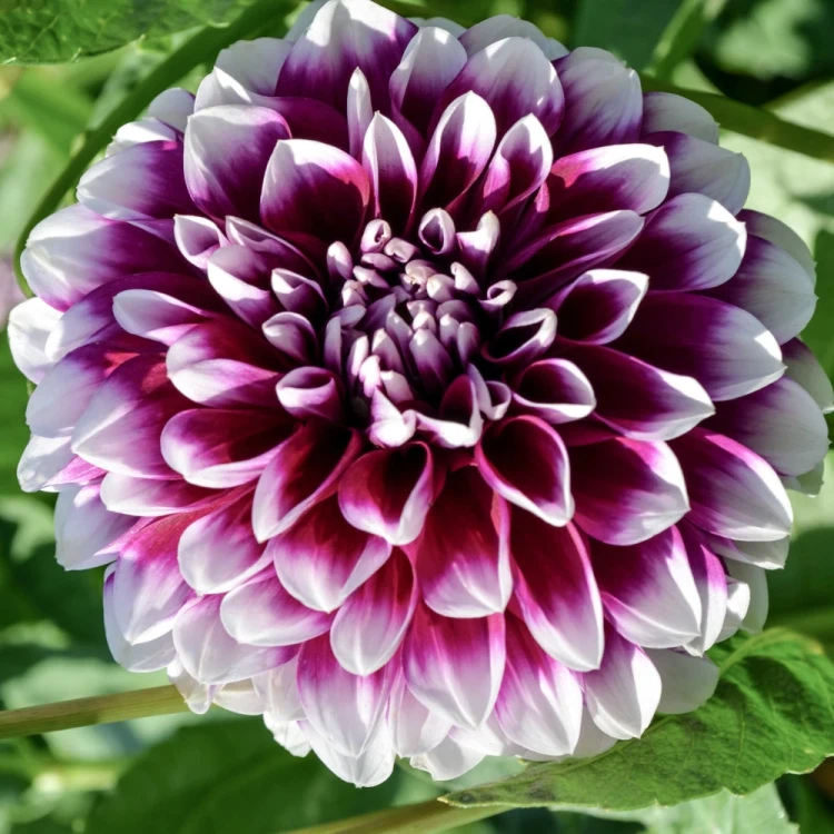 dalia-georginia-edinburgh.webp