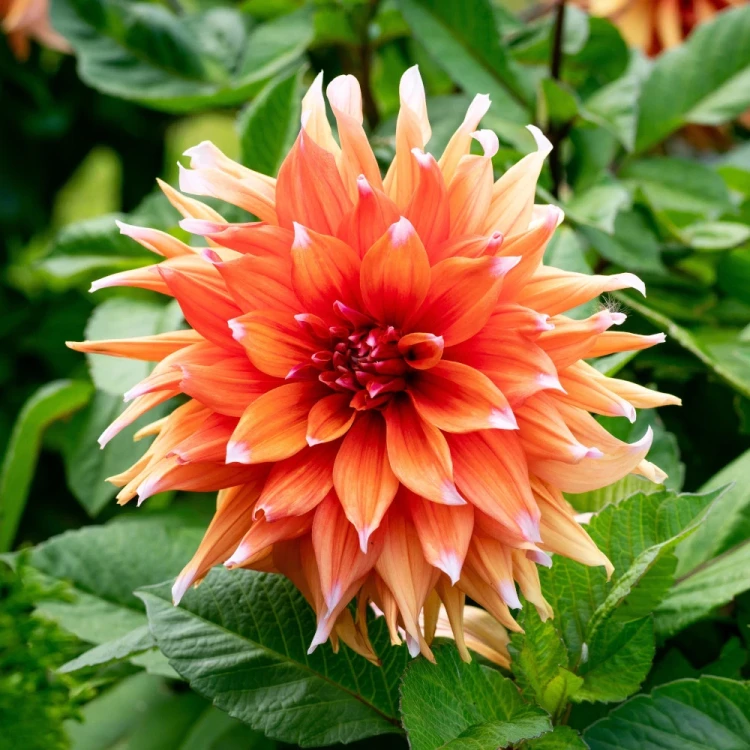 dalia-colour-spectacle.webp