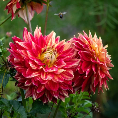 dalia-bodacious.webp
