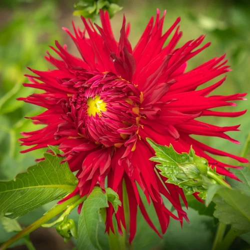 dalia-czerwona-apache-jeleniorozna.webp