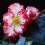 begonia-crispa-marginata-white-pink.webp