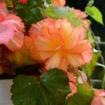 begonia-crispa-marginata-yellow-red.webp