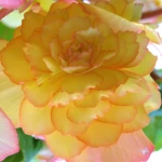 begonia-picotee-red-yellow.webp