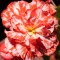begonia-marmorata.webp