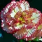 begonia-olbrzymia-bialo-rozowa.webp
