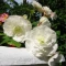 begonia-olbrzymia-biala.webp
