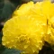 begonia-olbrzymia-zolta.webp