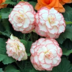 begonia-picotee-white-pink.webp