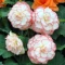 begonia-picotee-white-pink.webp