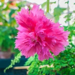 begonia-strzepiasta-rozowa.webp