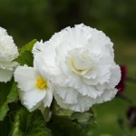 begonia-strzepiasta-biala.webp
