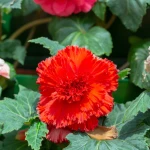 begonia-strzepiasta-czerwona.webp