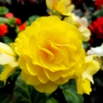 begonia-pelna-zolta.webp