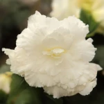 begonia-pelna-biala.webp