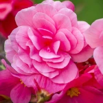 begonia-pelna-rozowa.webp