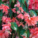 begonia-zwisajaca-rozowa.webp